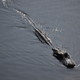 Illustration for article titled Alligator Life Imitates Alligator Art in Florida